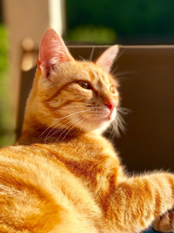 Inlakesh Le Tech Dış mekan fotoğraf